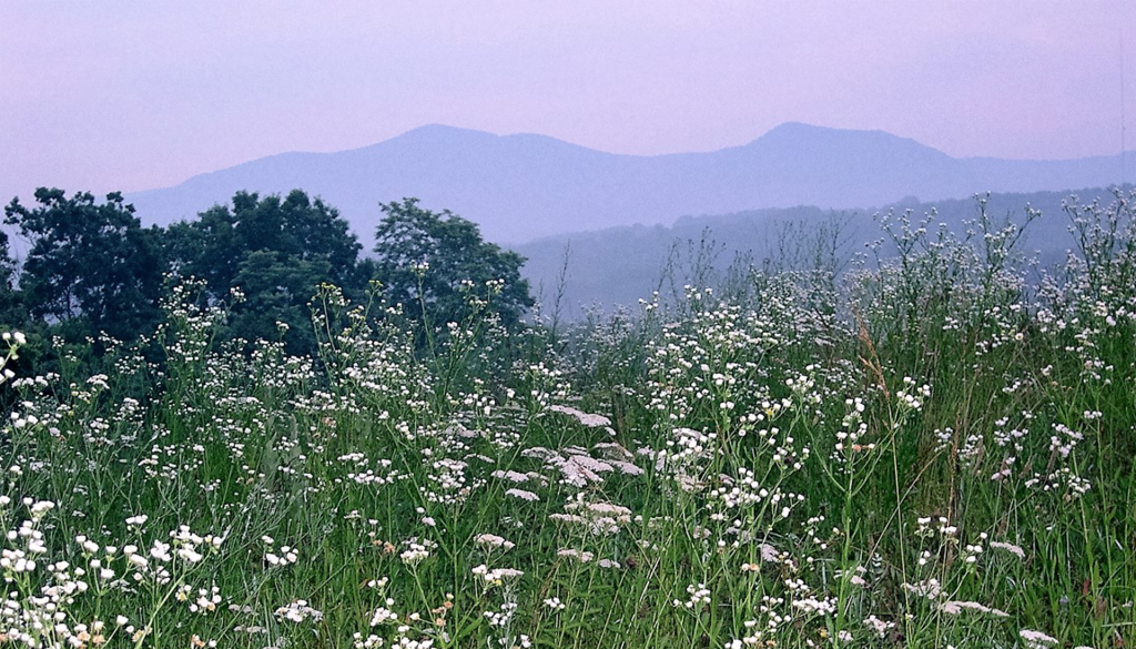 slider-images-large-wildflowers